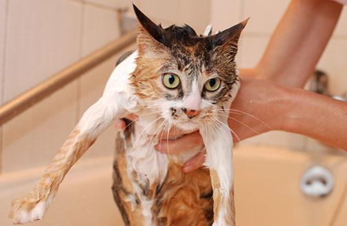 Verstehen, warum Ihre Katze nach einem Bad zittert