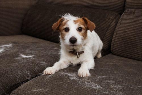 ¿los perros mudan más en el verano?