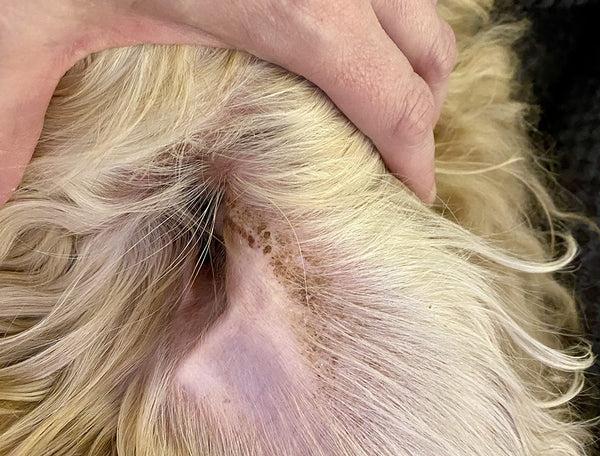 brown stuff in dogs ear​