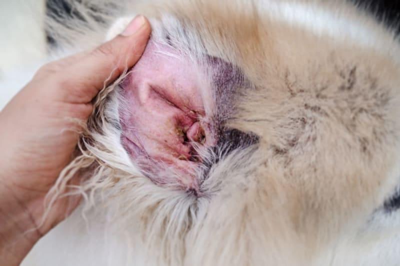 Dog Ear Red Inside: Causes, Treatments