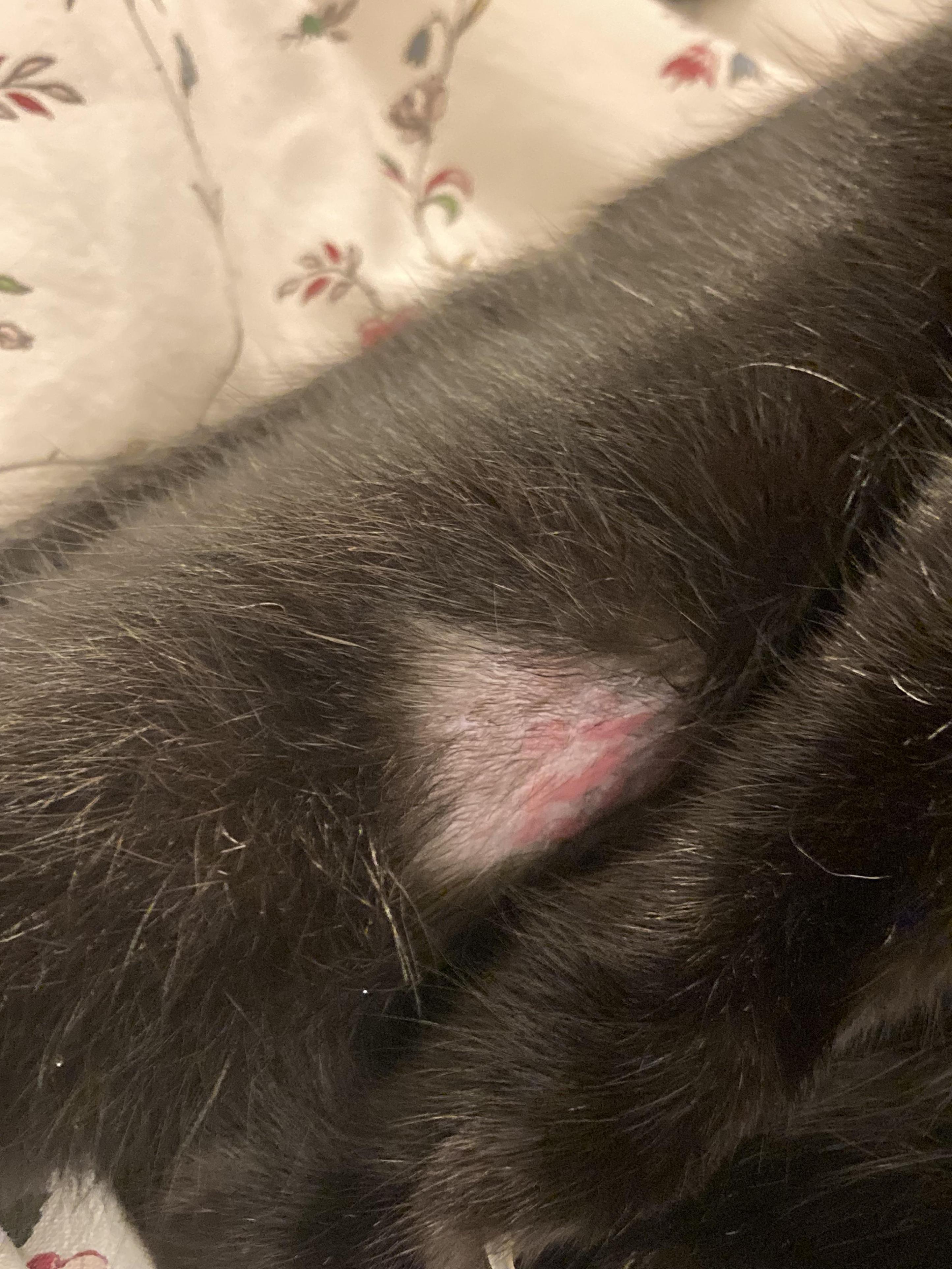 gato lamiéndose en carne viva