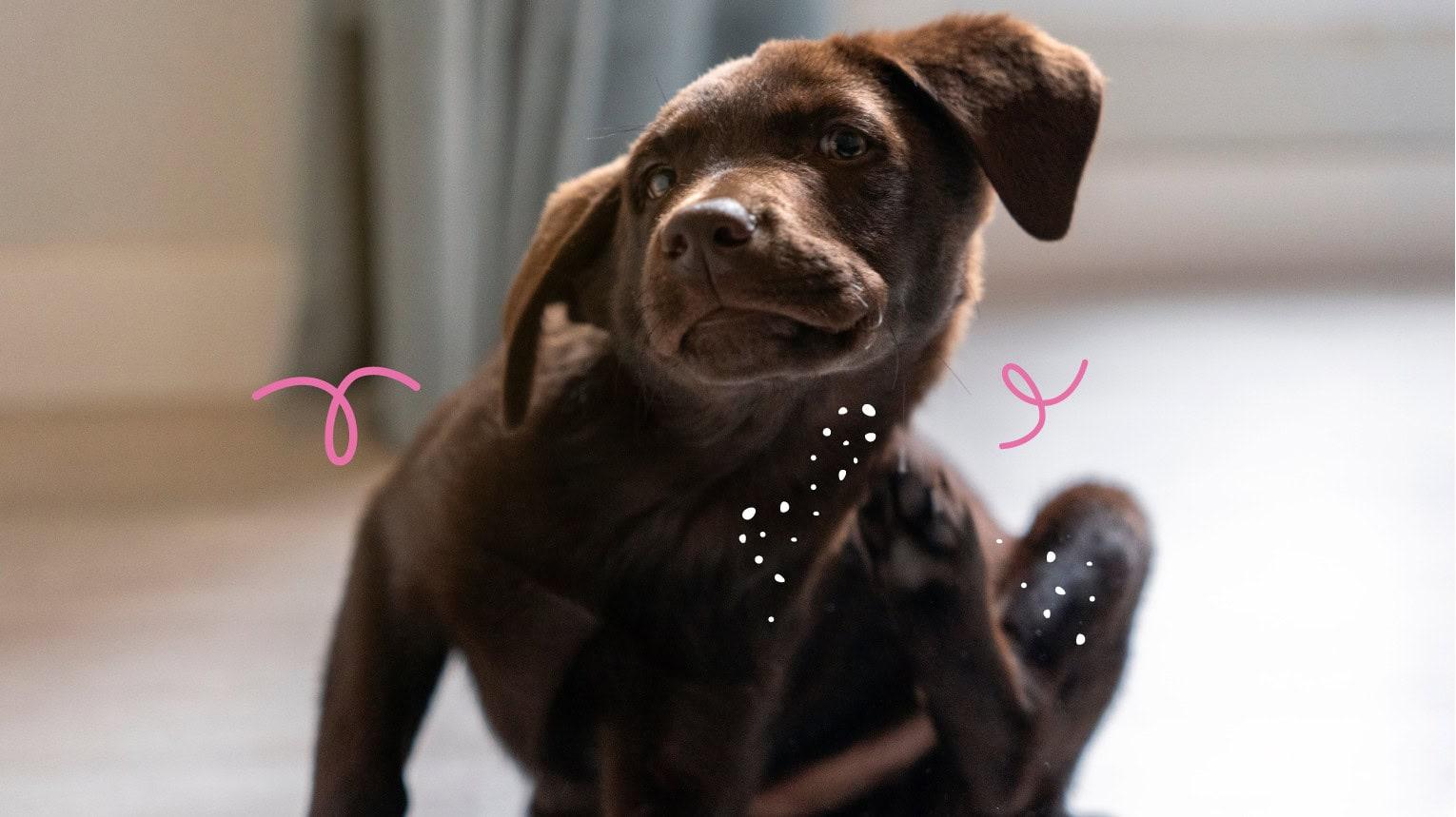 Why Dogs Itch in Winter, Spring, Summer, and Fall