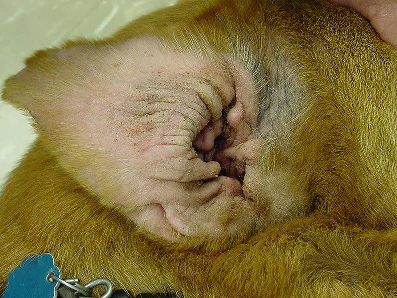 Trockene Hundeohren: Ursachen, Behandlung und Vorbeugung