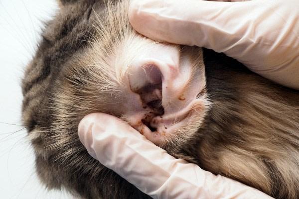 cleaning cats ear with mites​
