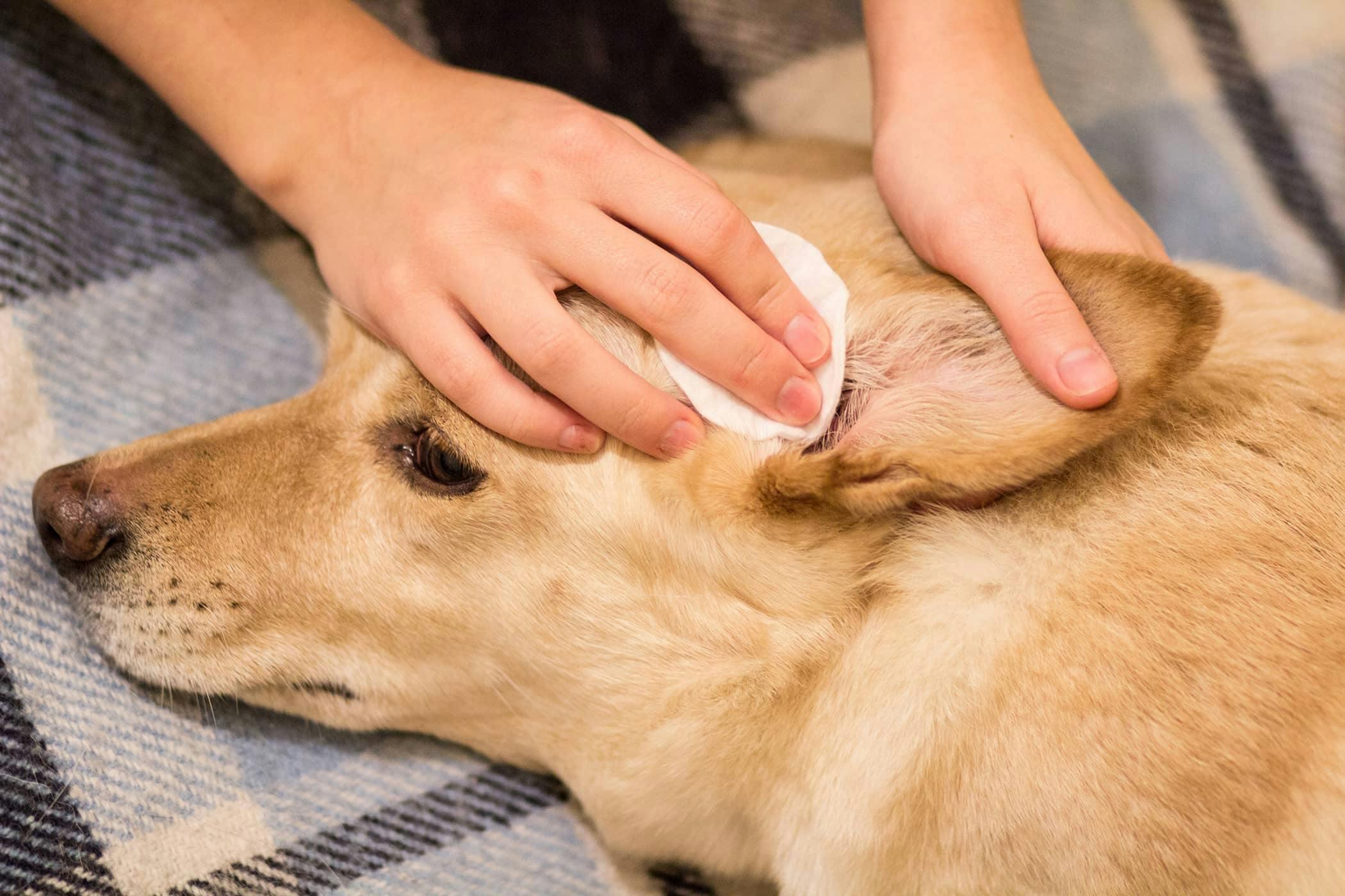 Symptome einer Innenohrentzündung beim Hund