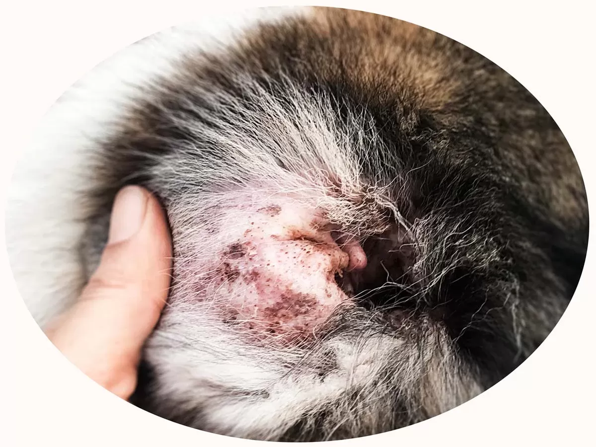 Crosta dentro da orelha do cão: causas, tratamento e prevenção
