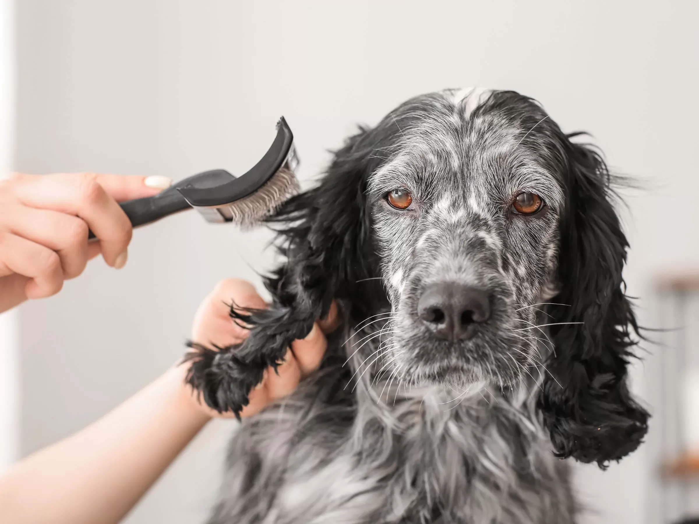 chien de nettoyage à sec