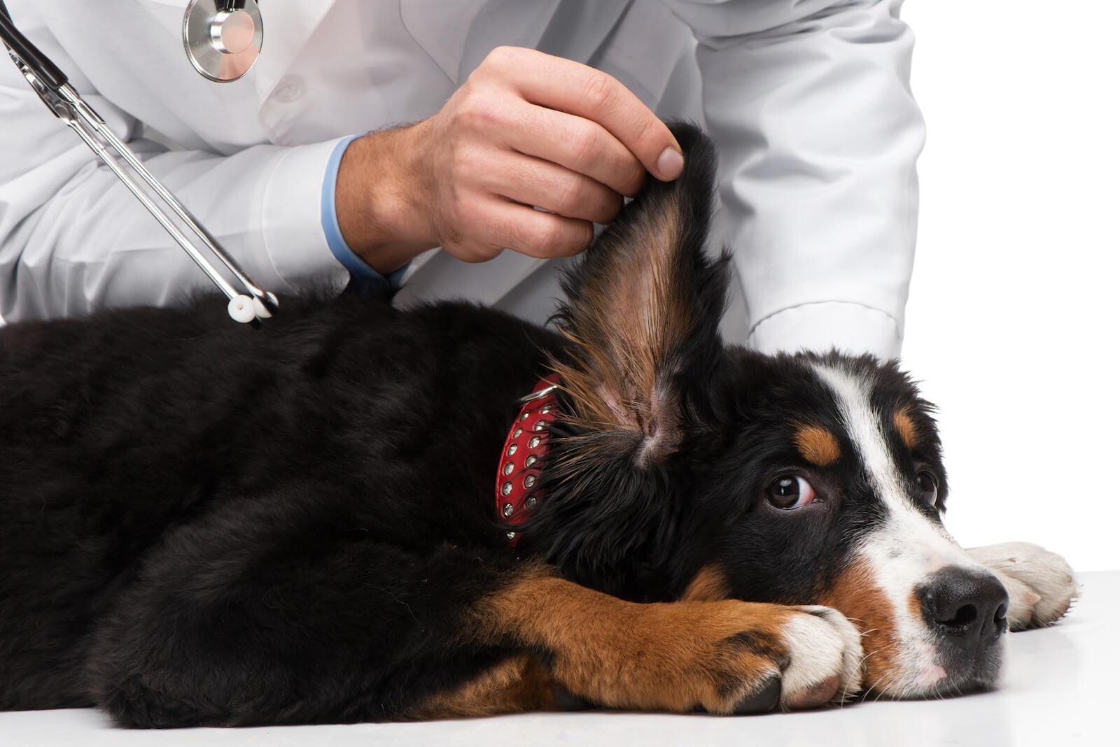 infecção do ouvido médio canino