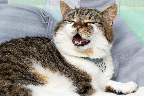 Gato que estornuda mucho: cuándo preocuparse