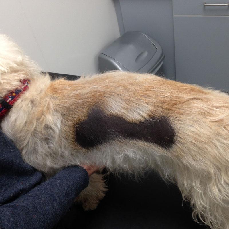 el perro se rasca la piel en carne viva