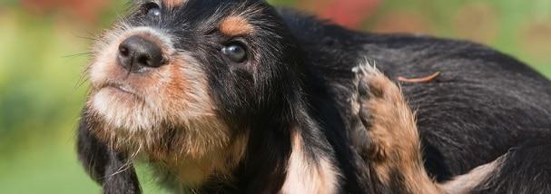 dog has dry itchy ears