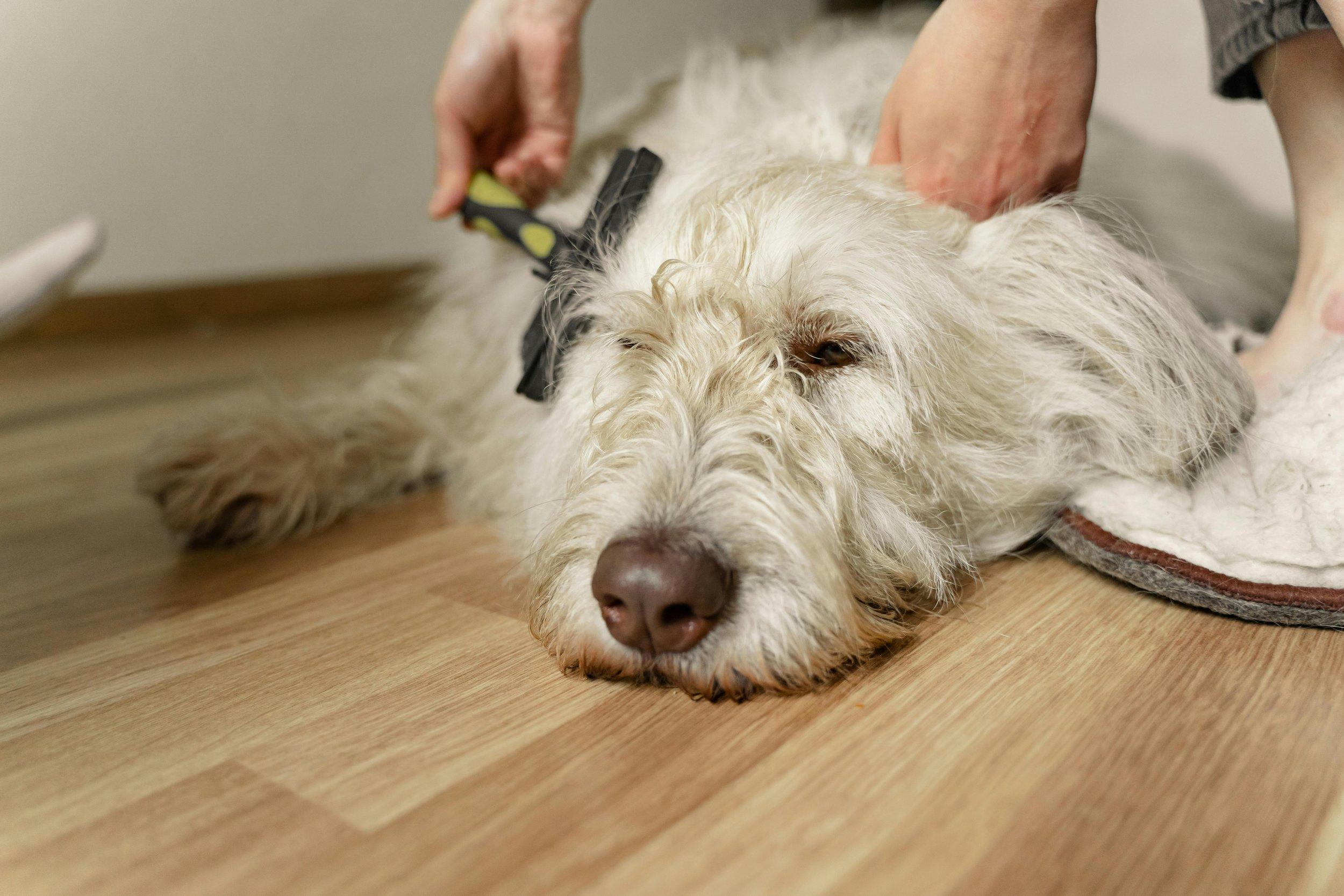 chien de nettoyage à sec