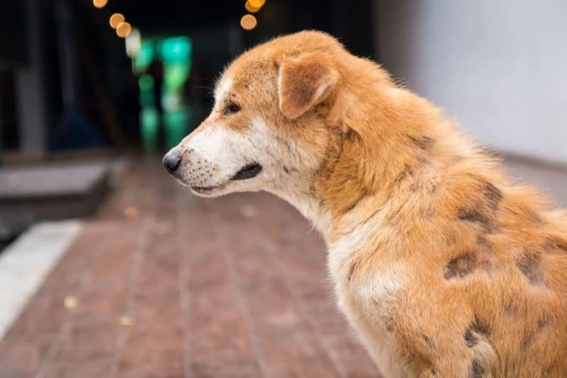 Bald Spots on Dogs 2025