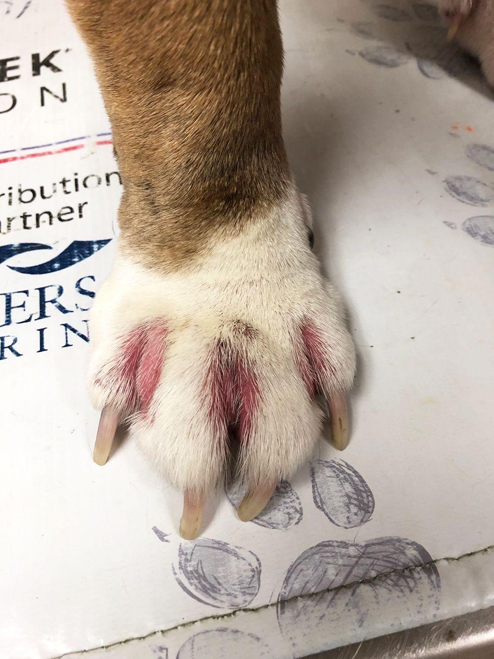 köpek pençeleri kırmızı ayak parmakları arasında ev ilaçları