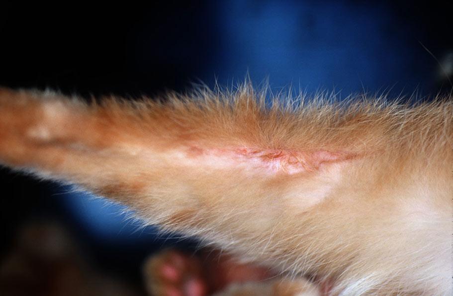 ulcères de peau de chat