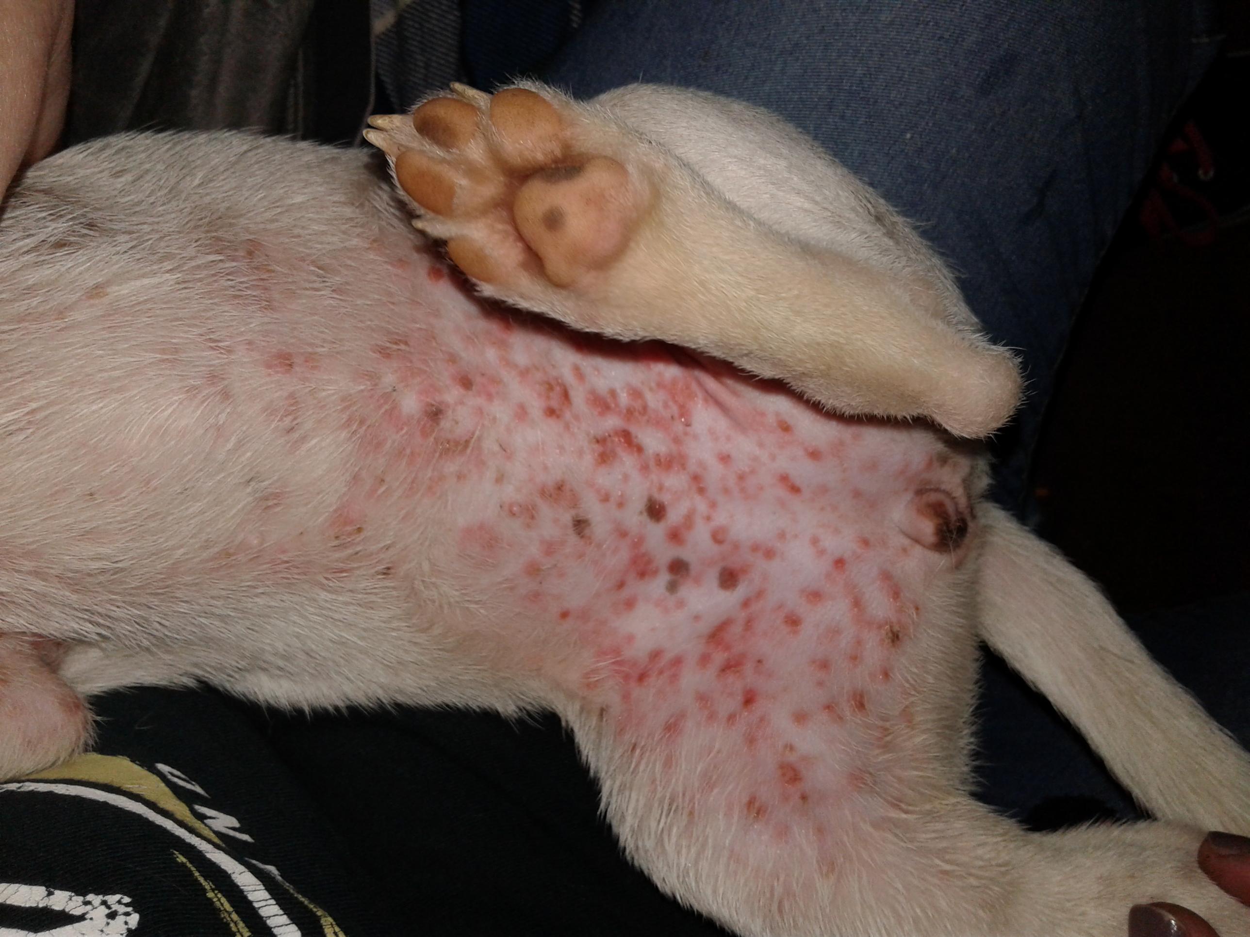 red blotches on dog's belly​