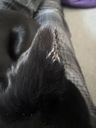 canine vasculitis ears​