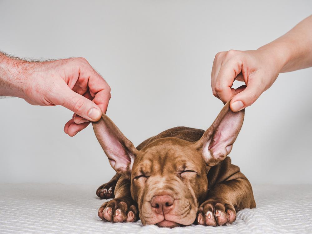 Symptome einer Innenohrinfektion bei Hunden