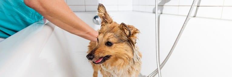 chien de nettoyage à sec