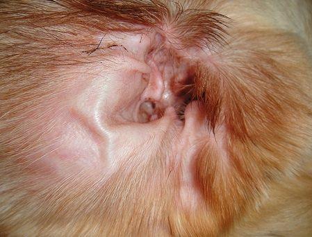 candida in dogs ear​