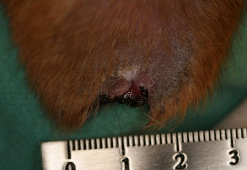 Erforschung der Vaskulitis bei Hunden (Ohrstöpsel & Pinnale Vaskulitis)