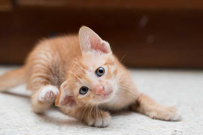 inchaços nas orelhas dos gatos no verão