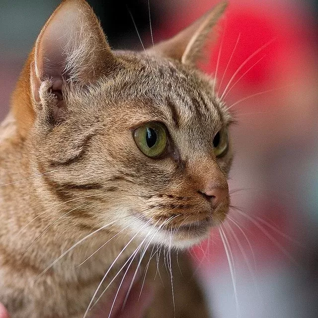 why do cats have slits in their ears​
