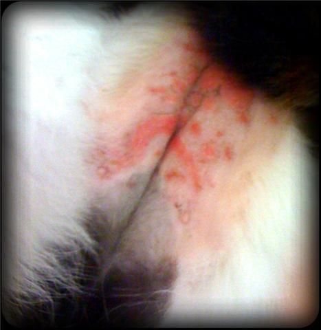 cat red skin