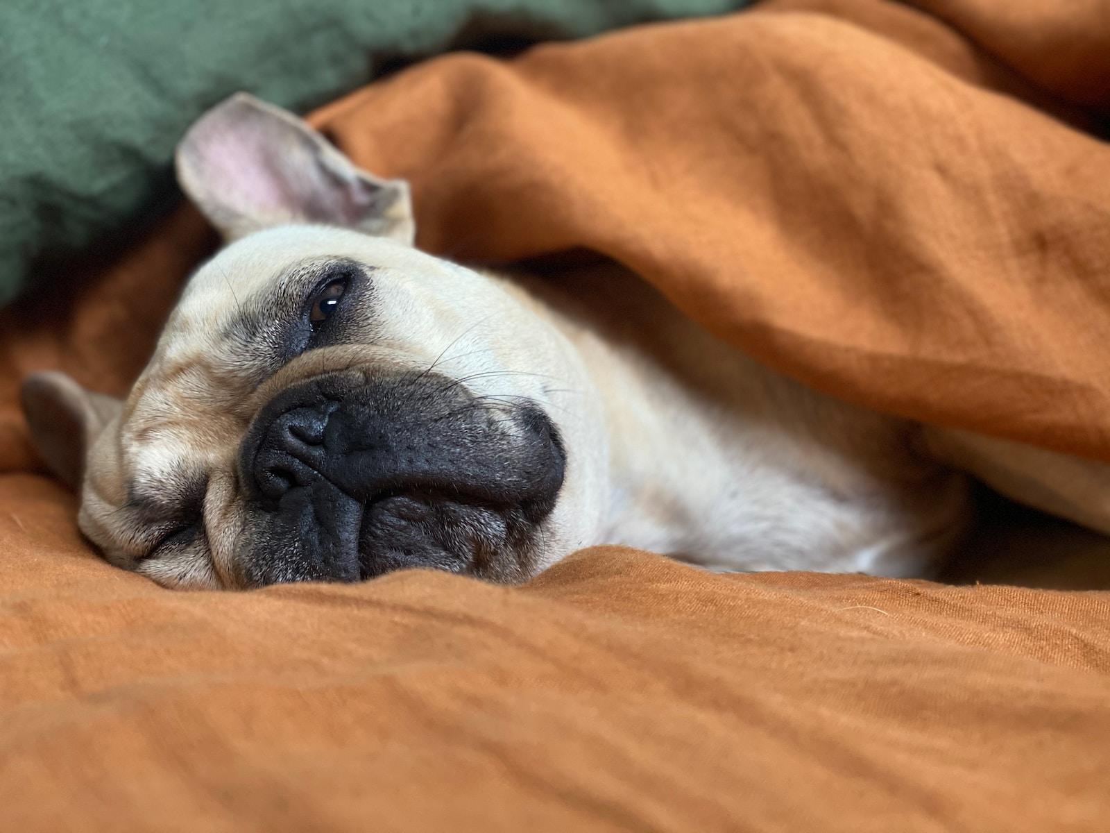 comment traiter l’intoxication à l’huile d’arbre à thé chez les chiens