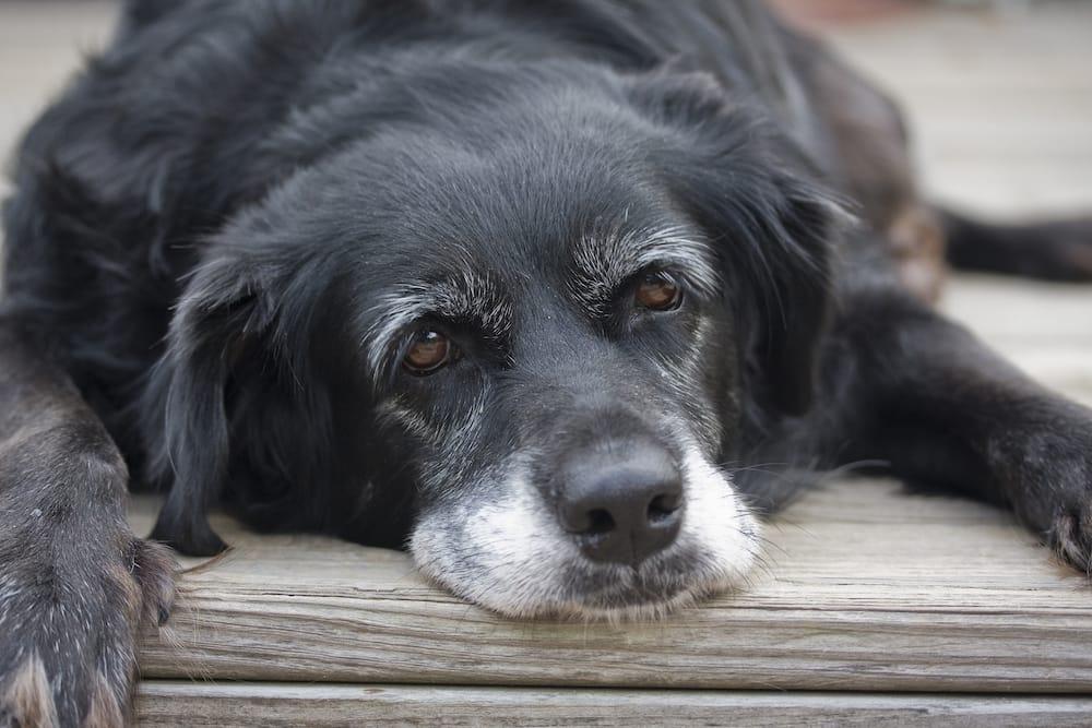 nystagmus in dogs