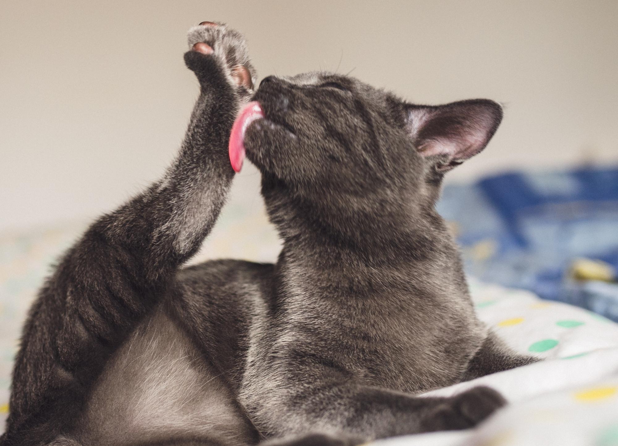 pododermatite chez les chats