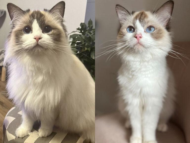 Katzen-Wintermantel vs. Sommermantel: Saisonale Veränderungen verstehen