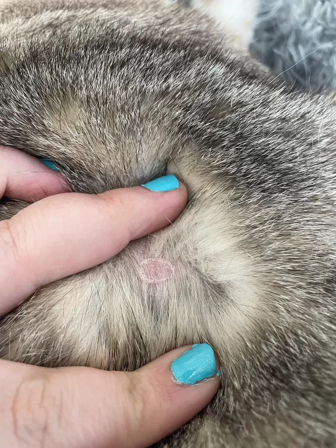 Ringworm Cat Scabs: Full Guide to Causes, Signs, Treatment, and Prevention