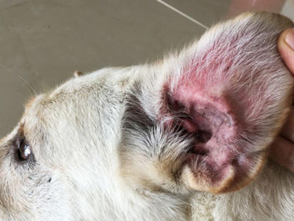 chronic red ears in chiuahuas​