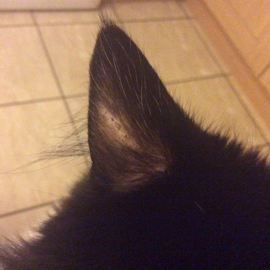cat alopecia ears​