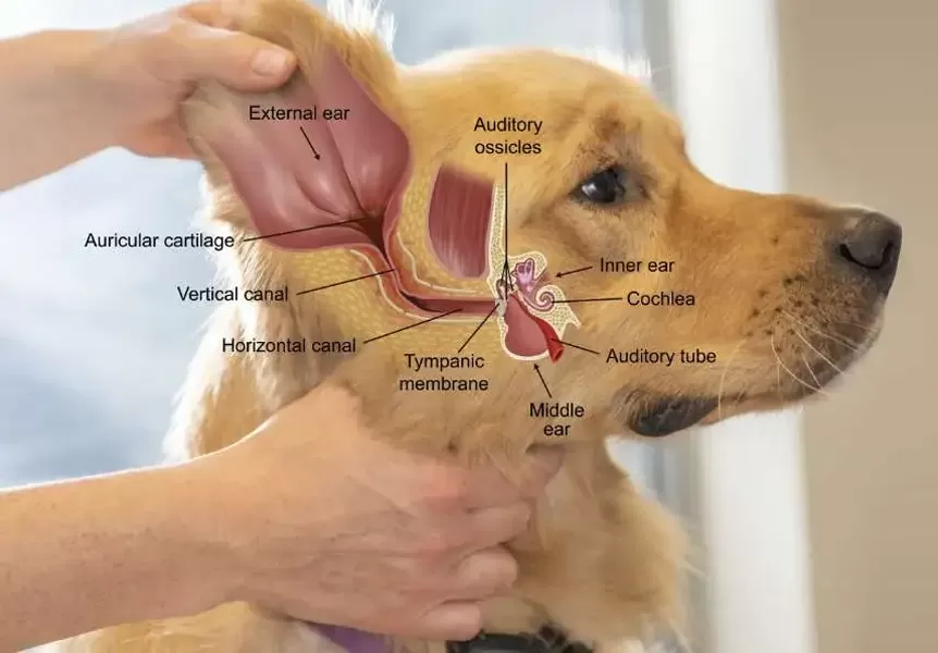 infecção do ouvido médio canino