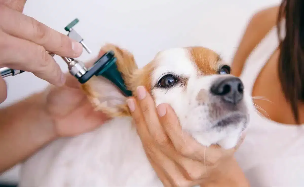 köpek kulak enfeksiyonu için amoksisilin