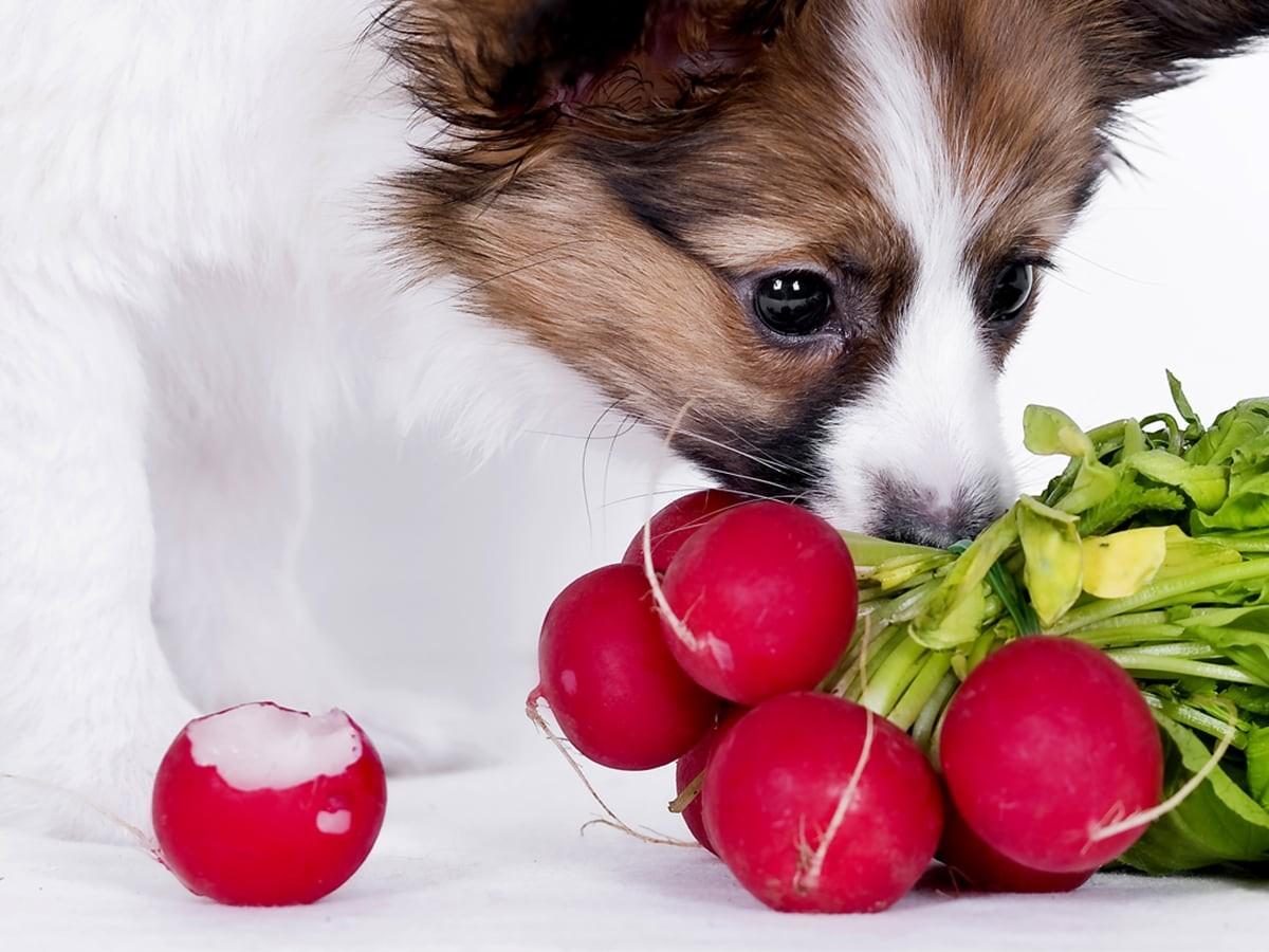 can dogs eat radishes