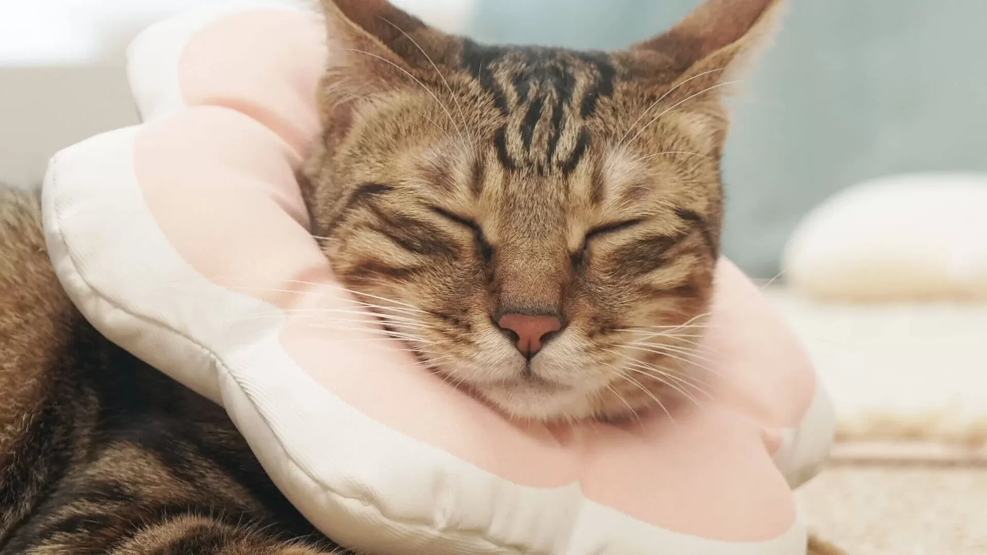 cat has sensitive skin​