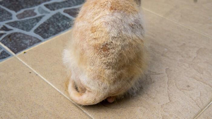 kedi deri mayası enfeksiyonu