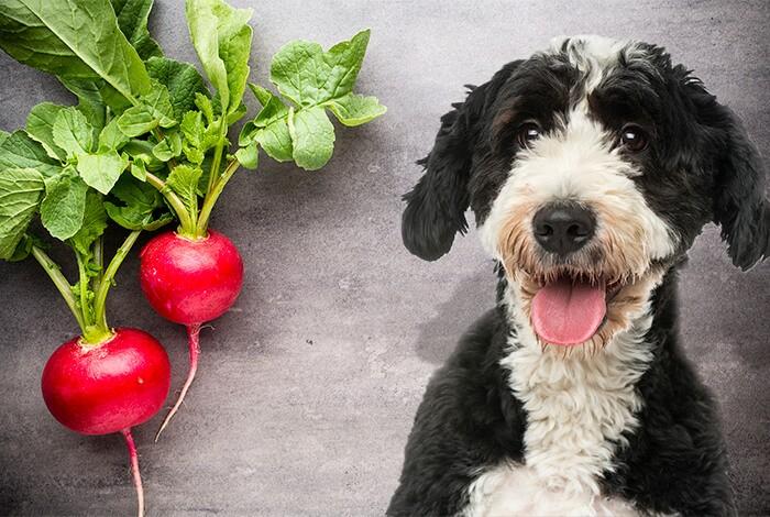 can dogs eat radishes