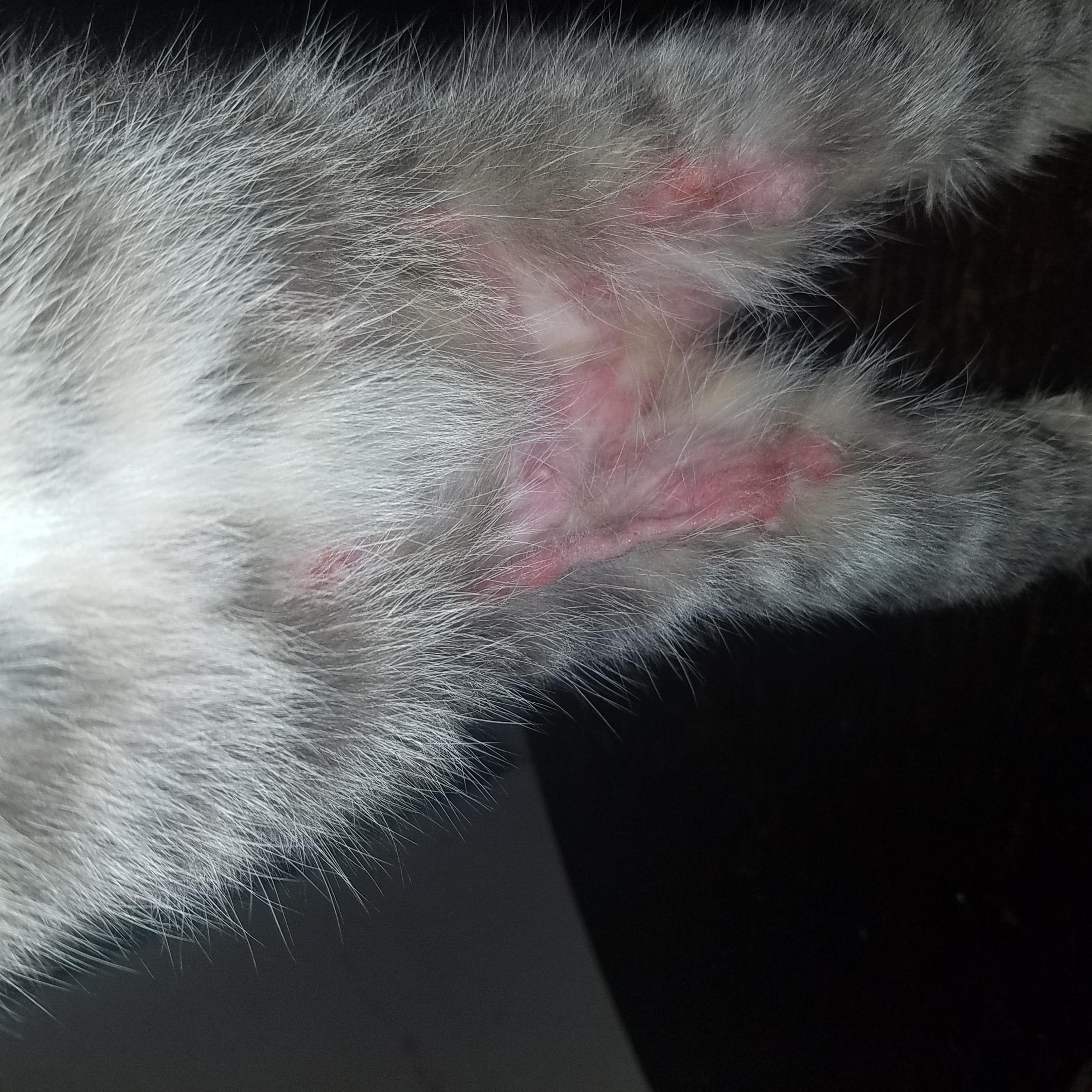 gato lamiéndose crudo