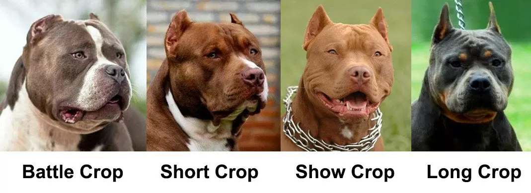 pitbull ear docking