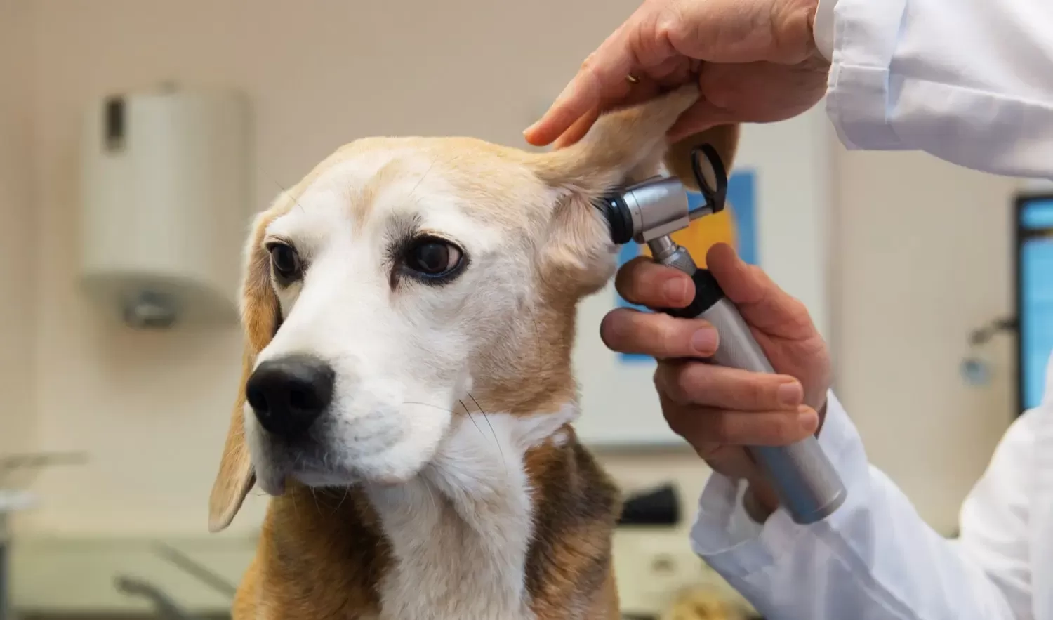 Hundeohren riechen