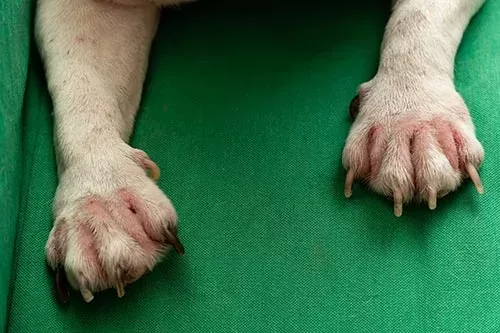 Patas de cachorro vermelhas entre os dedos: remédios caseiros