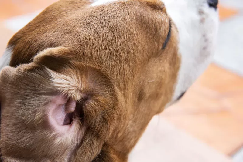 Erforschung der Symptome einer Innenohrentzündung bei Hunden