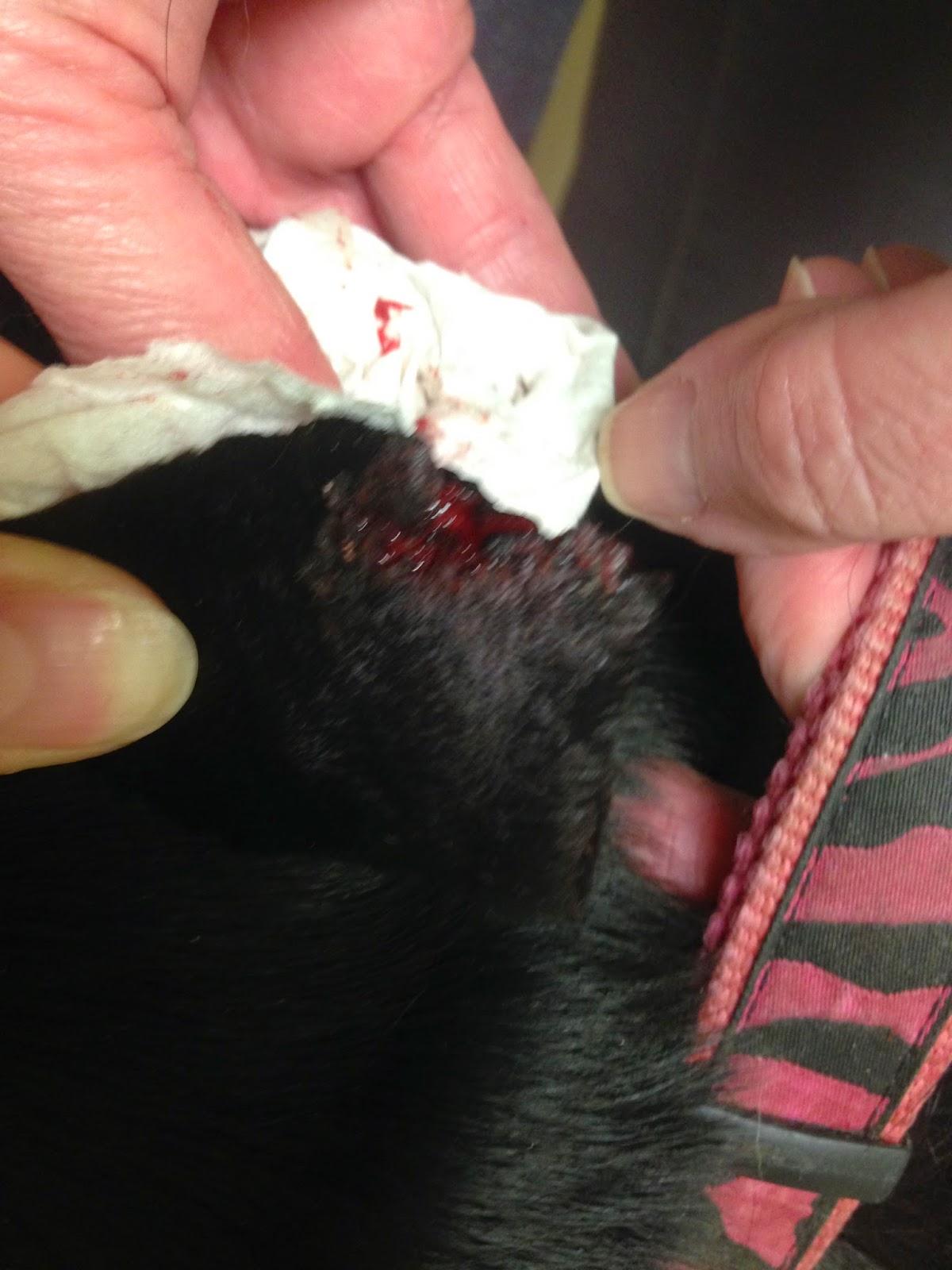 costra dentro de la oreja de perro