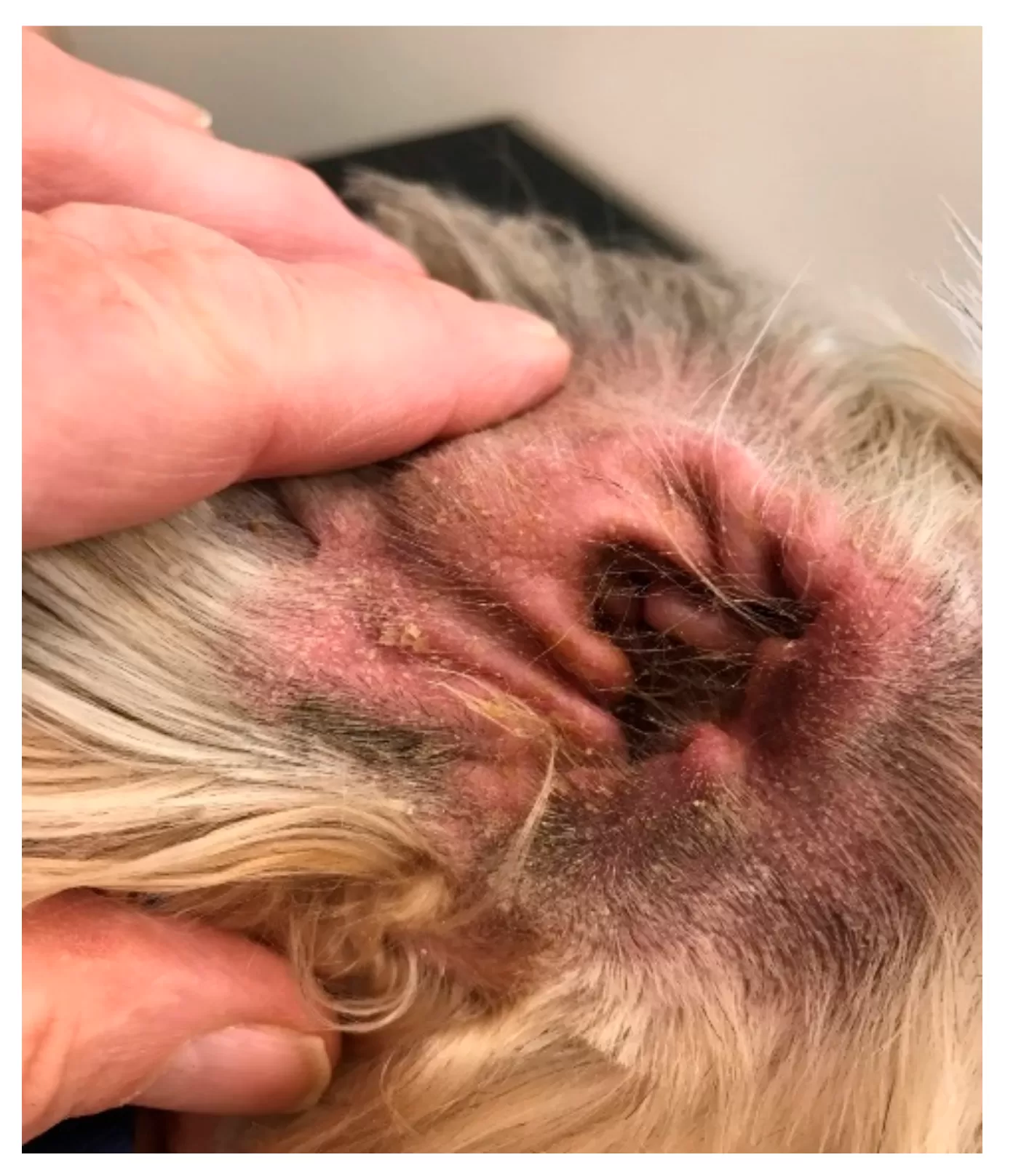 candida in dogs ear​