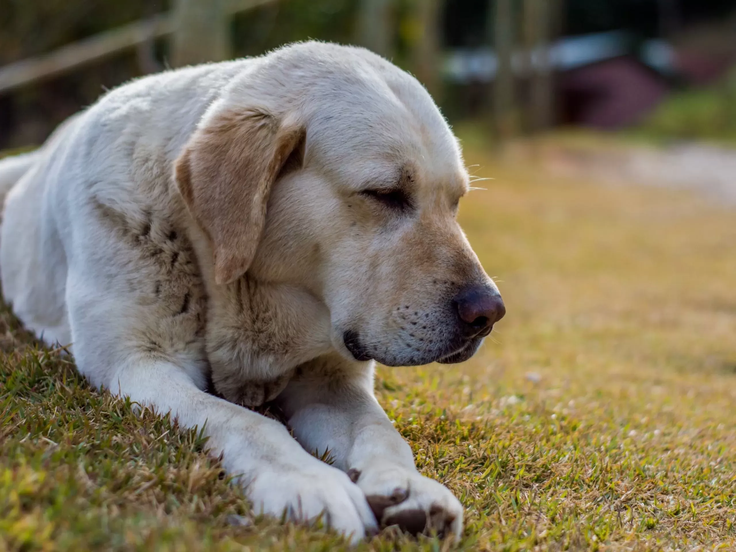 Kidney Dysplasia in Dogs: A Complete Guide for Pet Owners