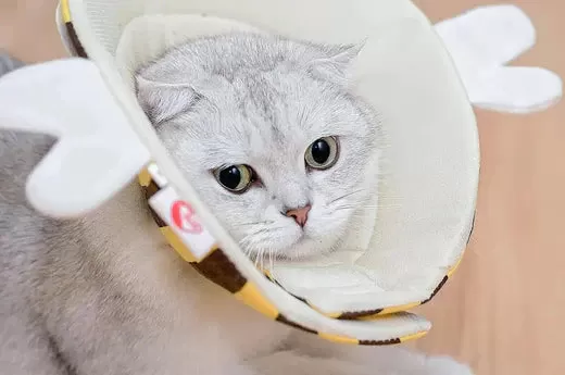 cat has sensitive skin​
